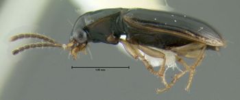 Media type: image;   Entomology 614557 Aspect: habitus lateral view